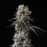Cherry Popperz Seeds